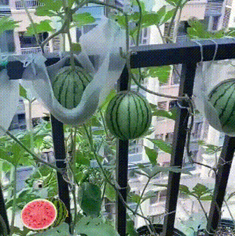 1-1c13a1793a0db09d541eee75a1024665.gif