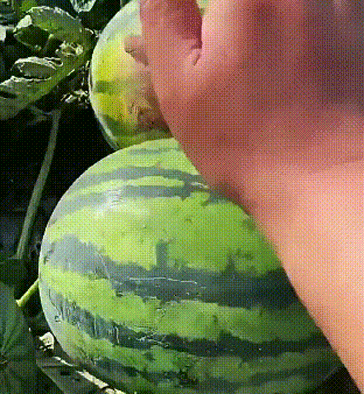 8-bbd53d928105a223bd5cde573a5dd2c8.gif