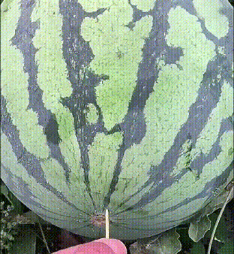 5-a3334374f74d439ab540482fd7df60b1.gif