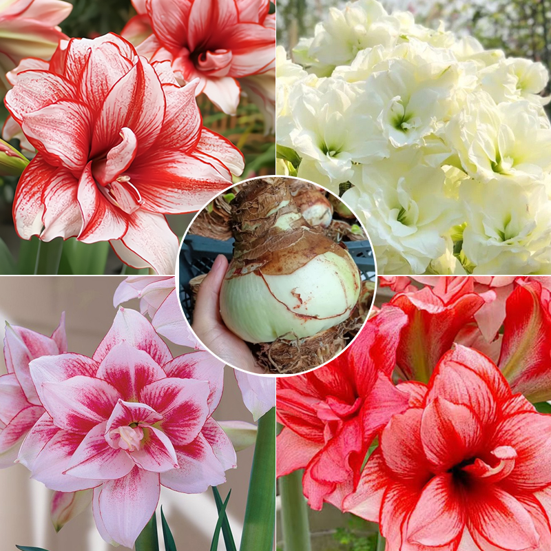 Strongly Fragrant Ever-Blooming Amaryllis Bulbs❤Easy to grow|Curb Appeal|Clean Air