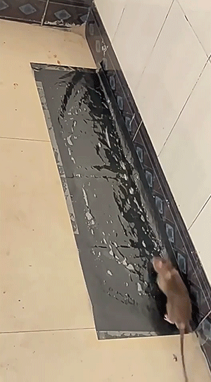 1.gif