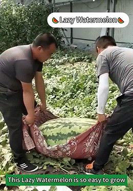 1.gif