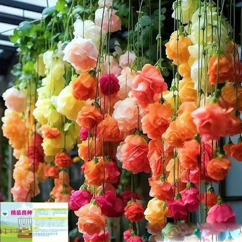 Hängende Apfelblüten-Samen