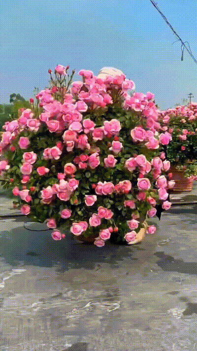 20240814_172423_413.gif