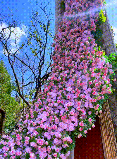20240814_172423_403.gif