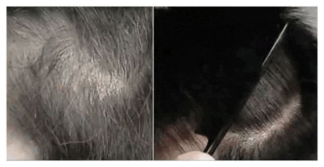 翻译_12.gif