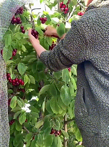 翻译件-【一颗就能结】车厘子大樱桃树苗_20.gif