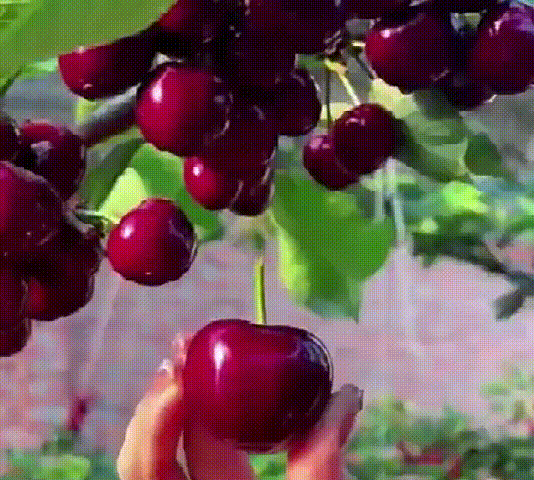 翻译件-【一颗就能结】车厘子大樱桃树苗_07.gif