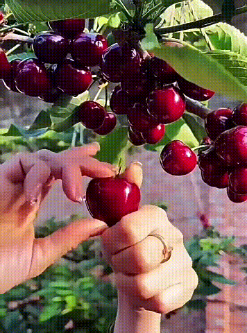 翻译件-【一颗就能结】车厘子大樱桃树苗_11.gif