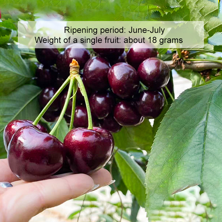 【🍒New Chilean cherry varieties🍒】🌟Warranty for damaged or defective fruit！