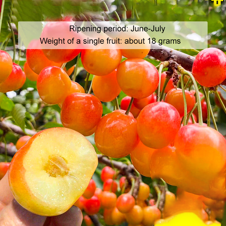 【🍒New Chilean cherry varieties🍒】🌟Warranty for damaged or defective fruit！