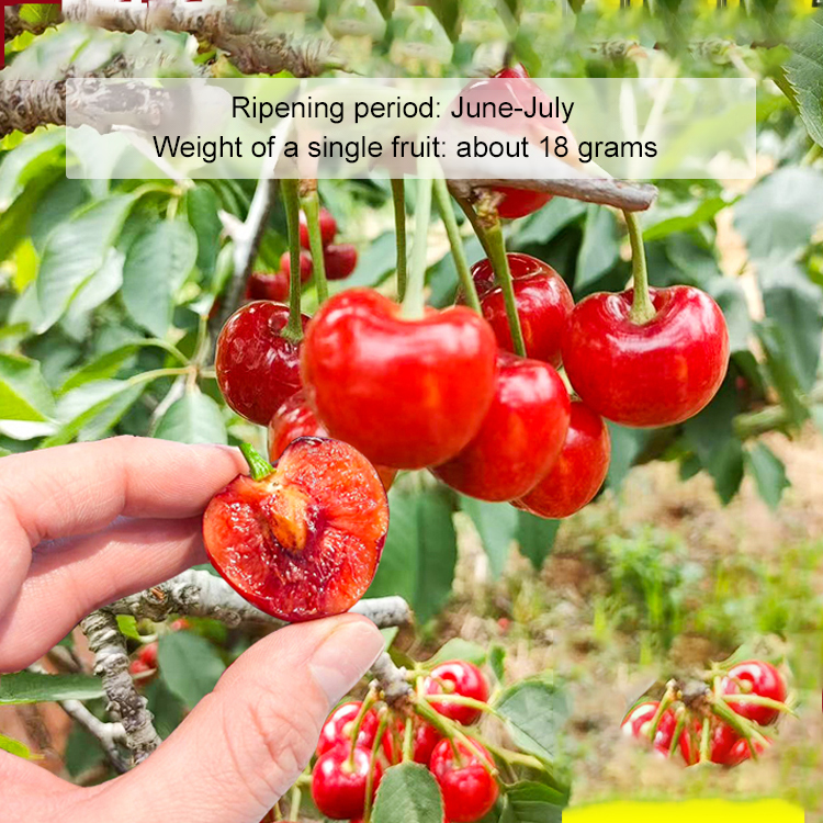 【🍒New Chilean cherry varieties🍒】🌟Warranty for damaged or defective fruit！