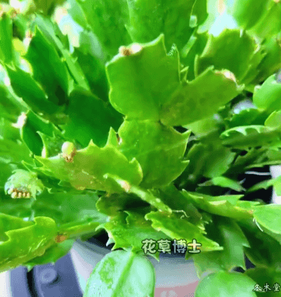 123_15.gif