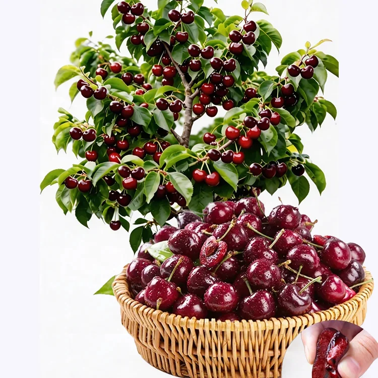 🍒 Posadź teraz i zbieraj za 5 miesięcy! Bezpestkowe, wielkości piłeczki pingpongowej, odporne na upały i mrozy!