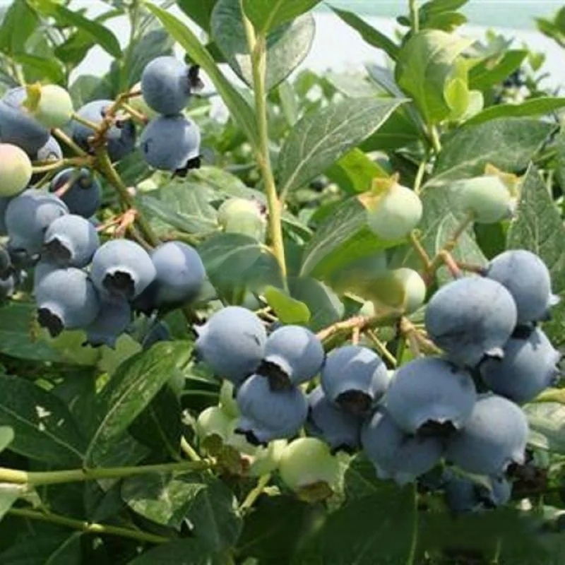 Mosel Premium Giant Blueberry 🫐 | Harvest as early as June | Hardy to -30°C | XXL yield up to 10kg per plant 🌱 100% organic