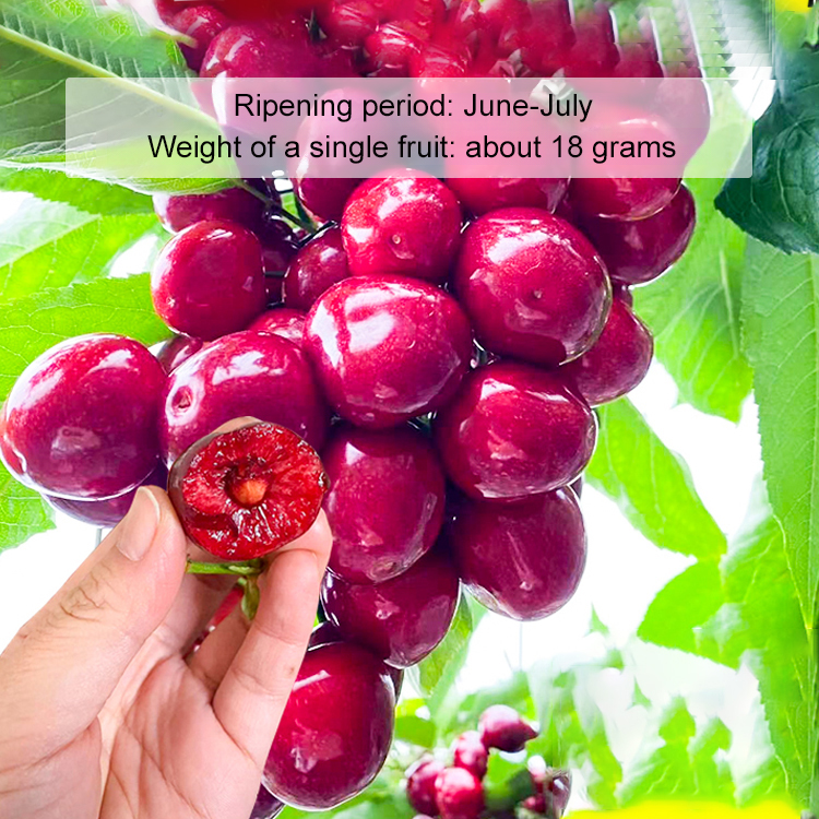 🌿 Self-Fertile Dwarf Giant Cherry Tree | Harvest in 60 Days | 3x Higher Yield with Rich Melatonin | 100% Growth Guarantee 🍒