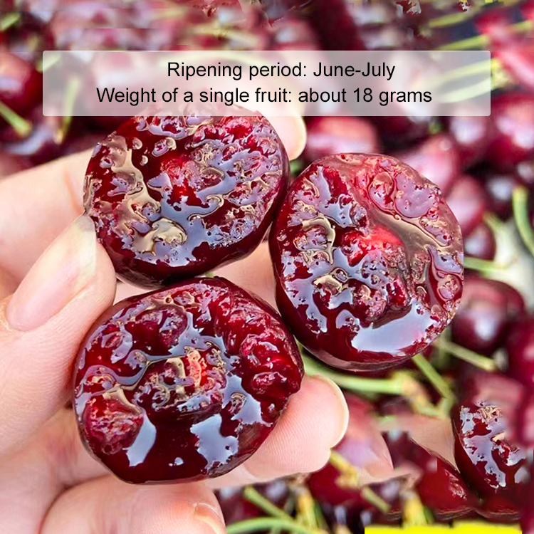 🌿 Self-Fertile Dwarf Giant Cherry Tree | Harvest in 60 Days | 3x Higher Yield with Rich Melatonin | 100% Growth Guarantee 🍒
