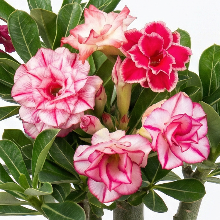 Gefüllte Wüstenrose