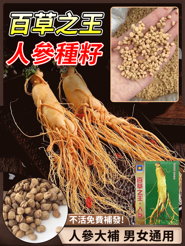 滋補之王正宗長白山人參種子